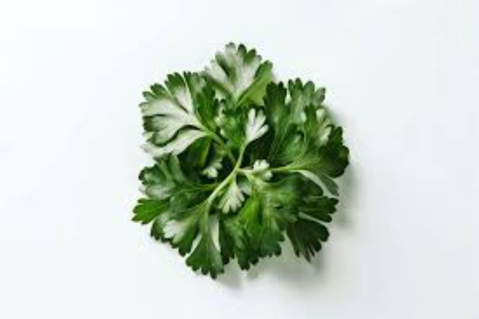 FRESHLY LEAFY CORRIANDER 100G